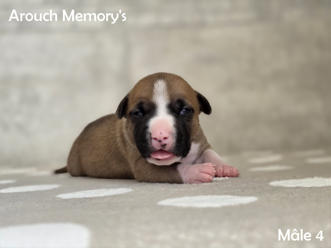 Arouch Memory's - Chiots disponibles - American Staffordshire Terrier