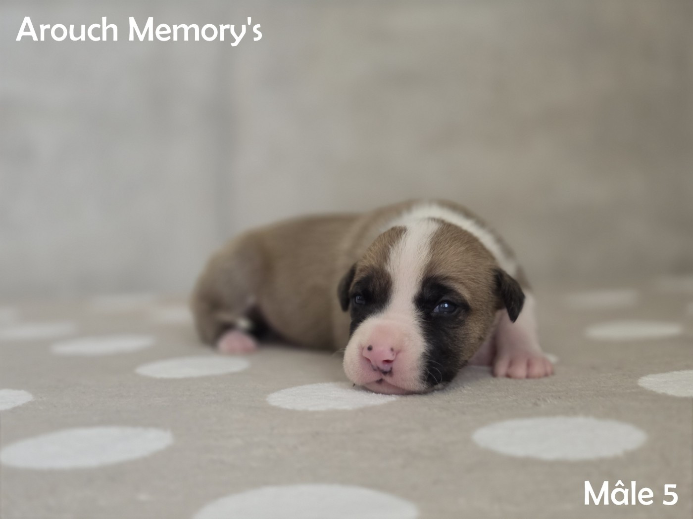 Arouch Memory's - Chiots disponibles - American Staffordshire Terrier