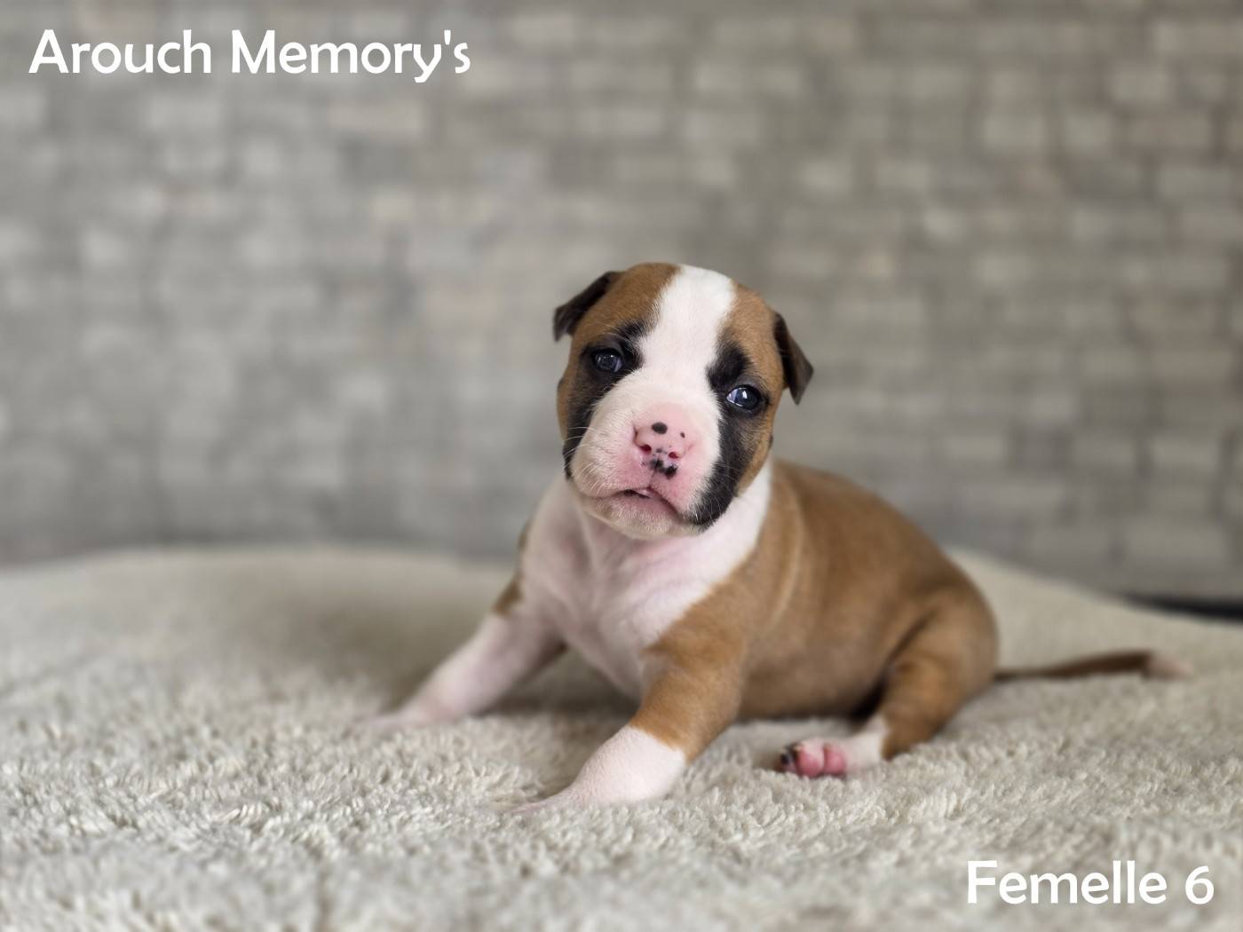 Arouch Memory's - Chiots disponibles - American Staffordshire Terrier