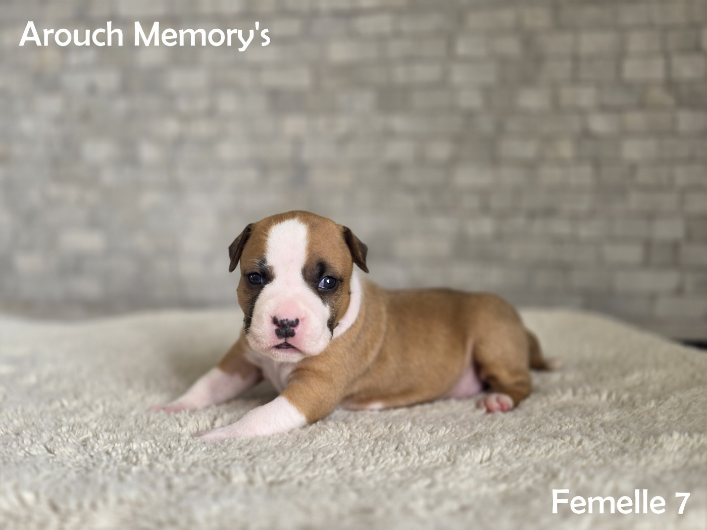 Arouch Memory's - Chiots disponibles - American Staffordshire Terrier