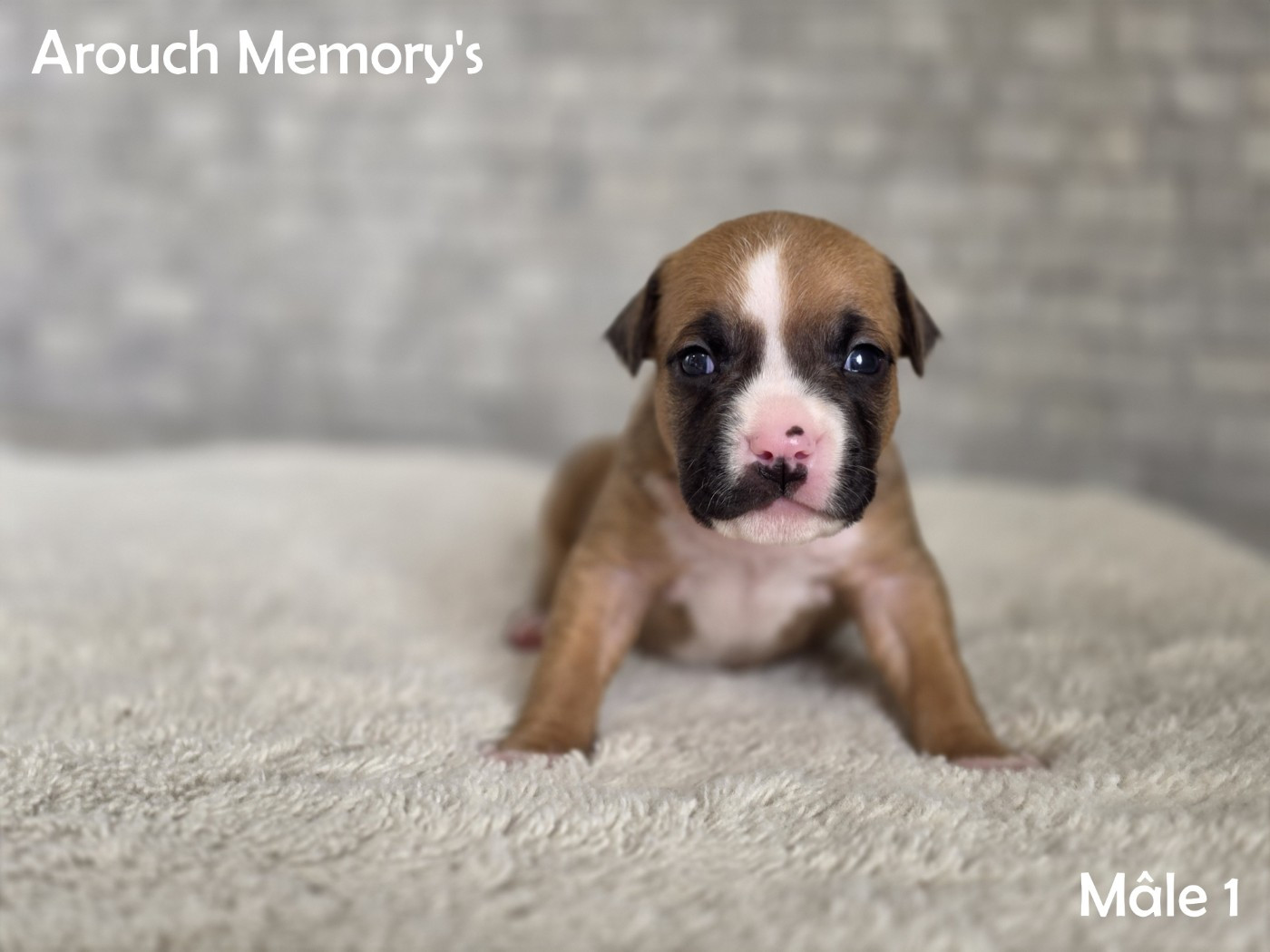 Arouch Memory's - Chiots disponibles - American Staffordshire Terrier