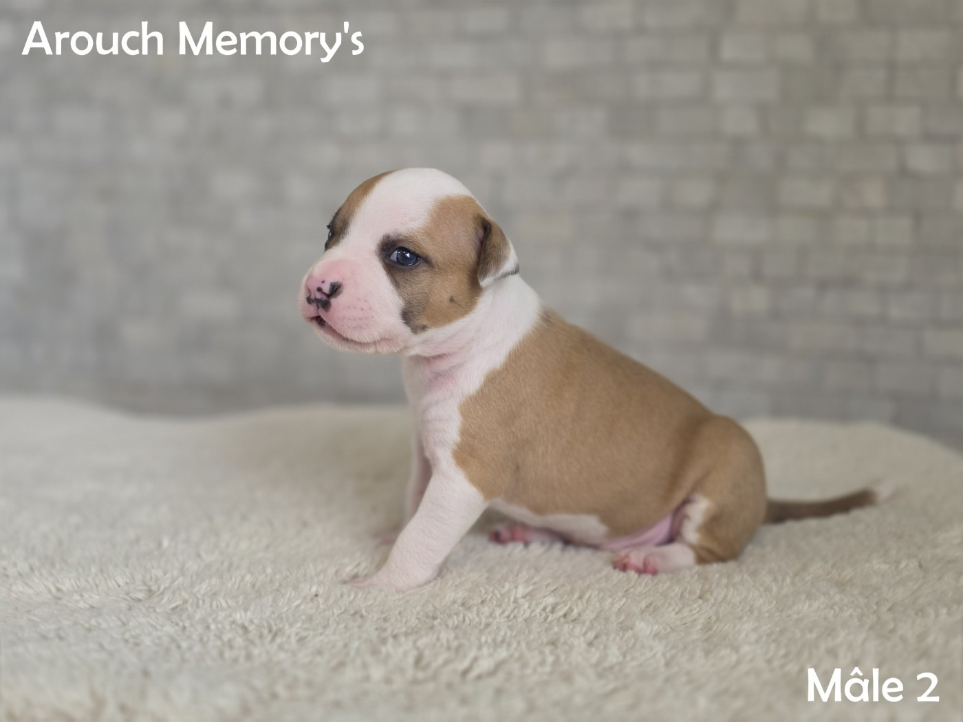 Arouch Memory's - Chiots disponibles - American Staffordshire Terrier