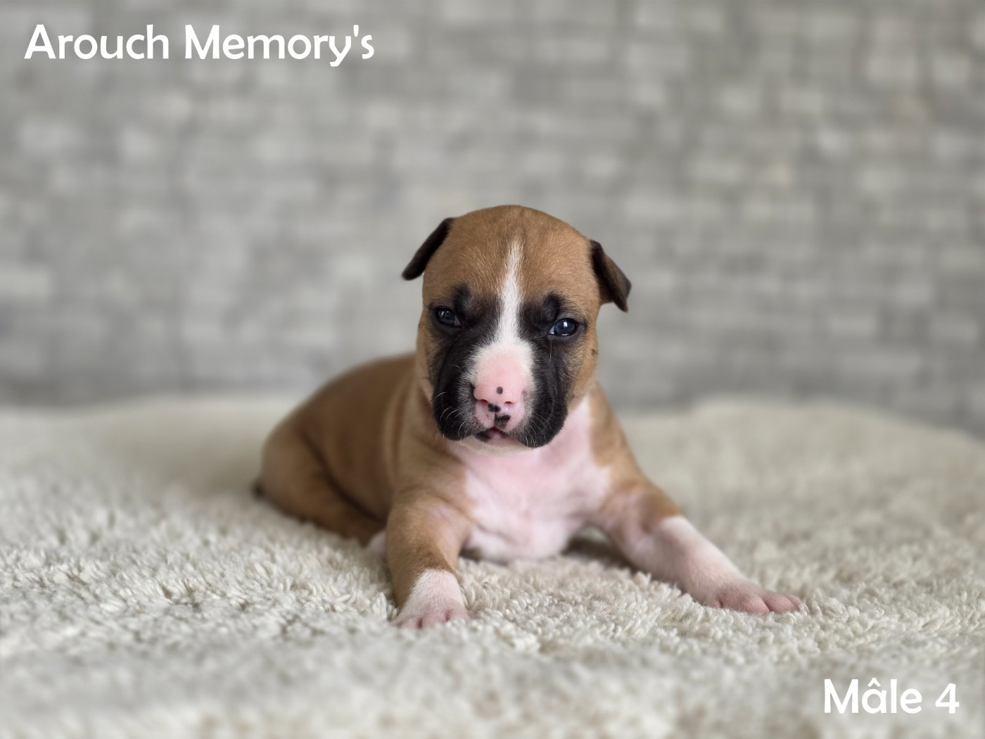 Arouch Memory's - Chiots disponibles - American Staffordshire Terrier