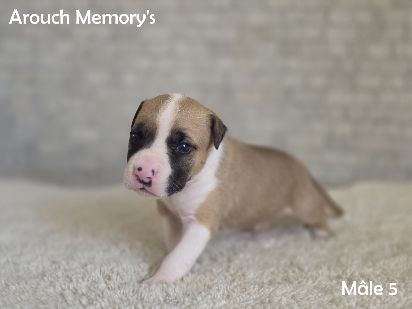 Arouch Memory's - Chiots disponibles - American Staffordshire Terrier