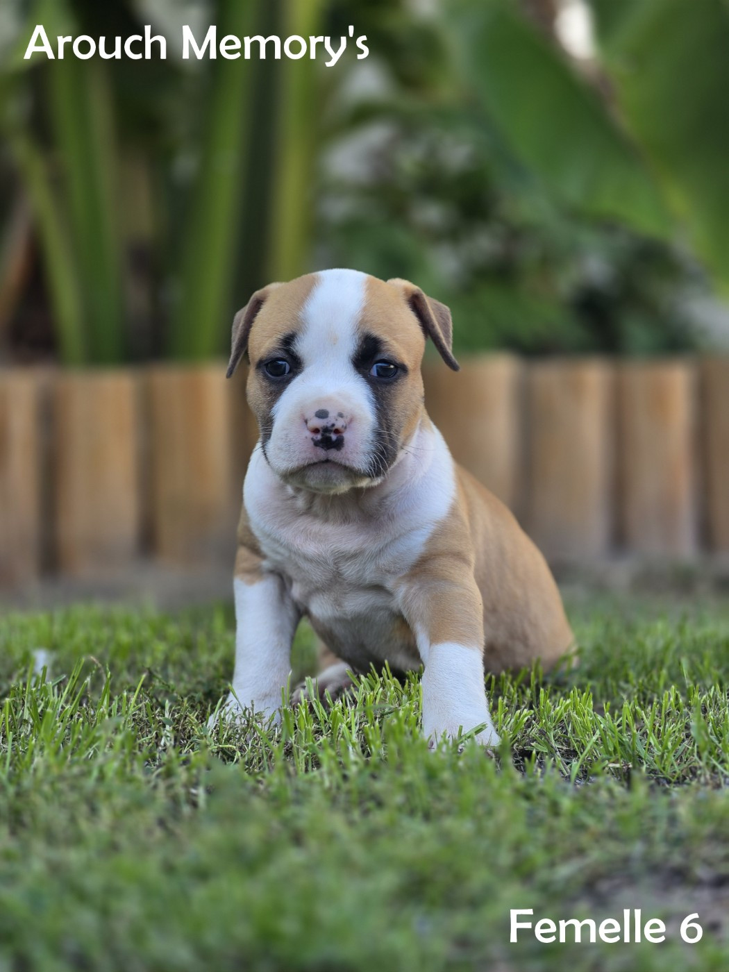 Arouch Memory's - Chiots disponibles - American Staffordshire Terrier