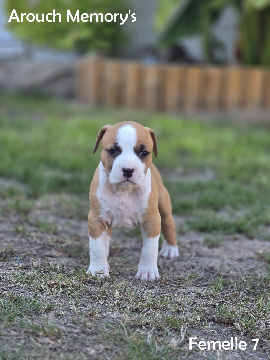 Arouch Memory's - Chiots disponibles - American Staffordshire Terrier