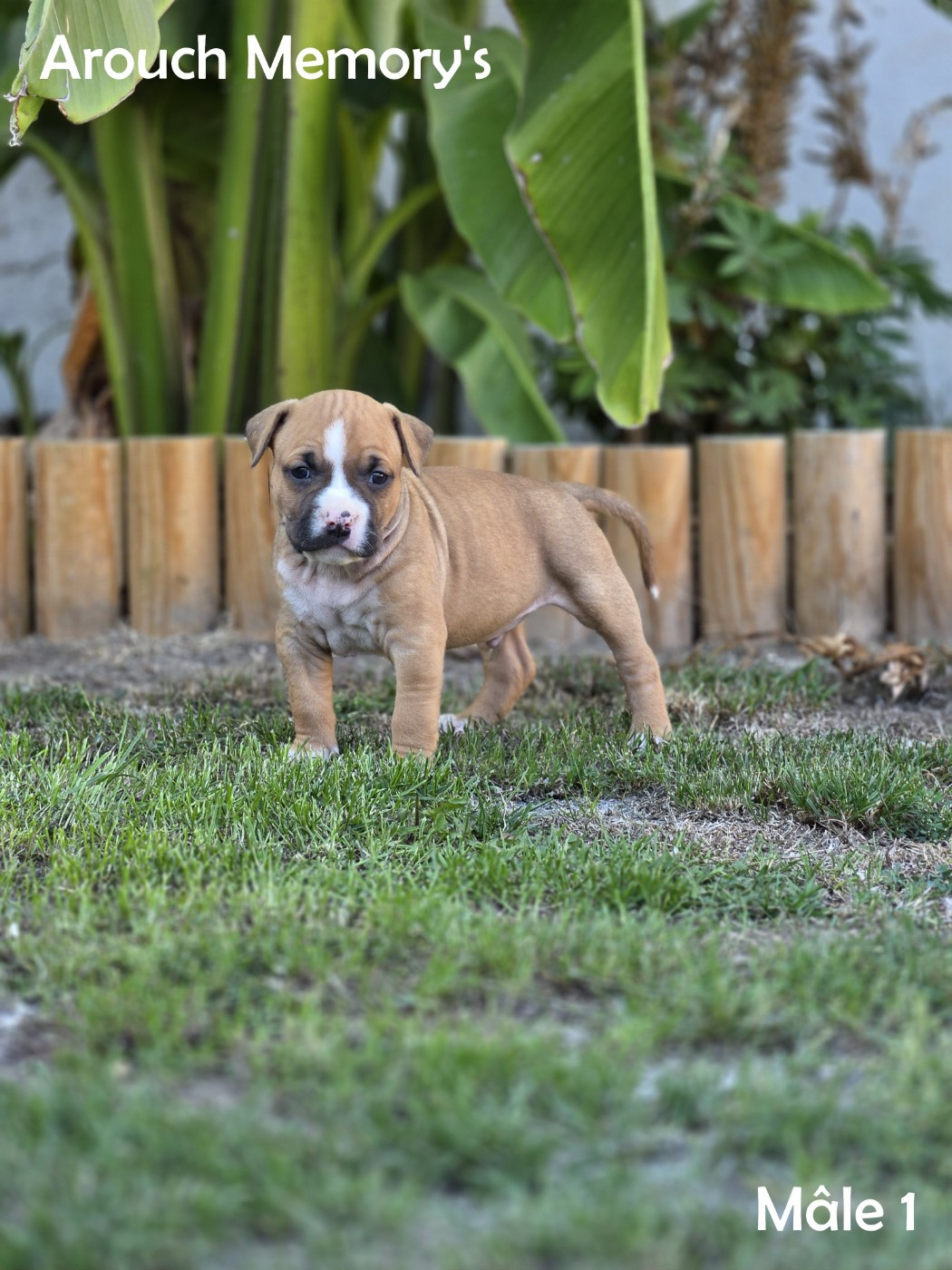Arouch Memory's - Chiots disponibles - American Staffordshire Terrier