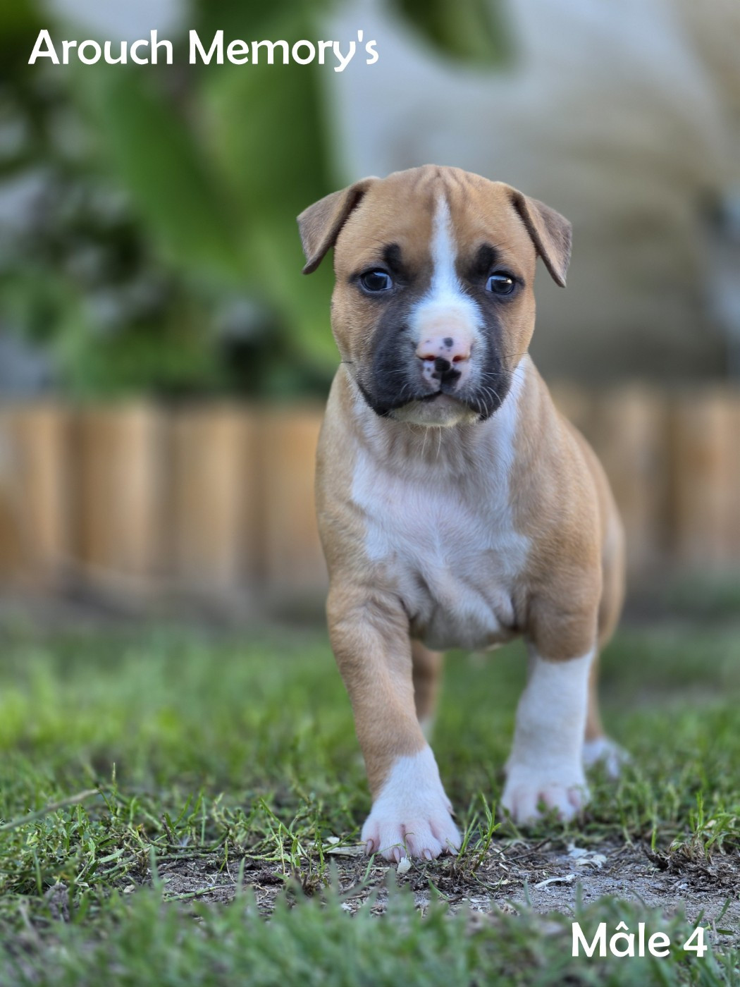 Arouch Memory's - Chiots disponibles - American Staffordshire Terrier