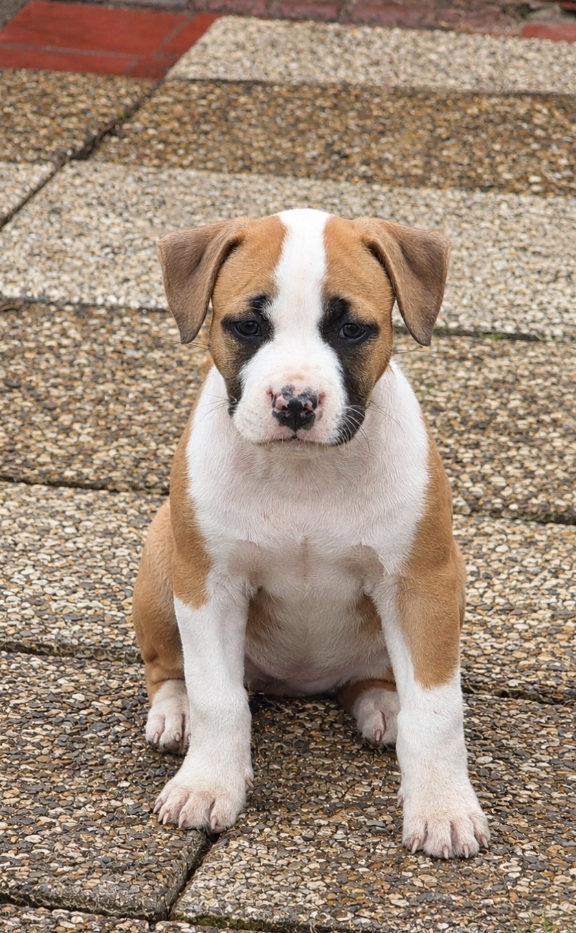 Arouch Memory's - Chiots disponibles - American Staffordshire Terrier