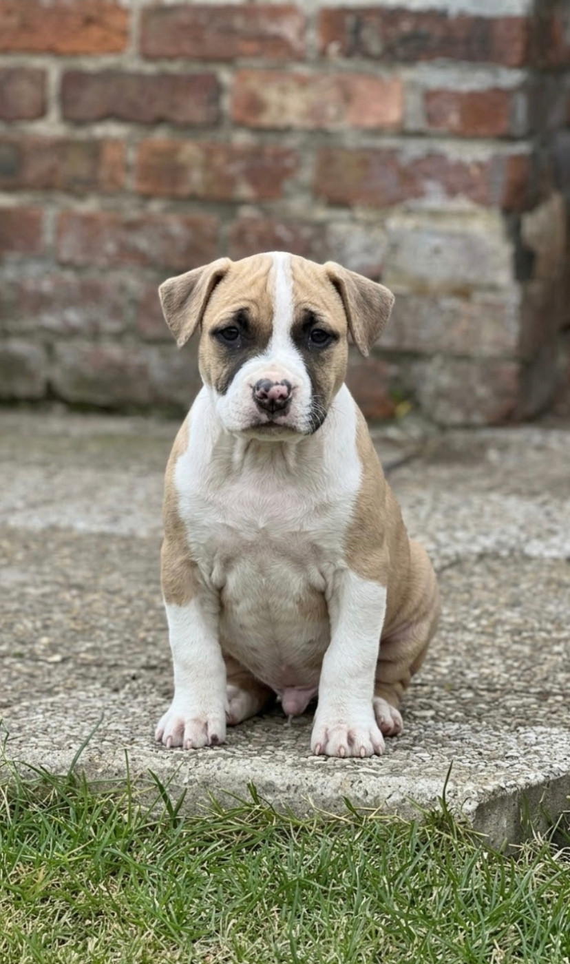 Arouch Memory's - Chiots disponibles - American Staffordshire Terrier