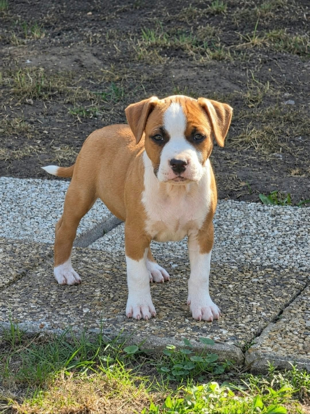 Arouch Memory's - Chiots disponibles - American Staffordshire Terrier